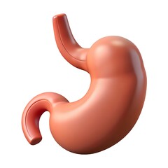 3d render of human stomach isolated on white background