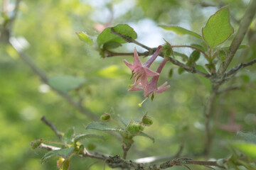 日本：ウグイスカグラ（Lonicera gracilipes var. glabra）／ピンクでロート型の花を下からクローズアップ／長野県・5月