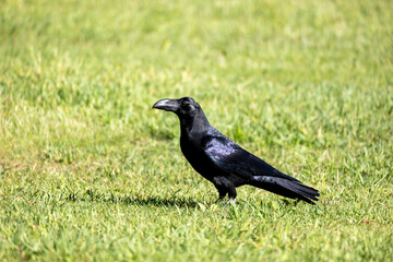 野鳥素材　カラス