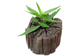 Green Plant Growing on Rustic Wooden Stump with Natural Texture