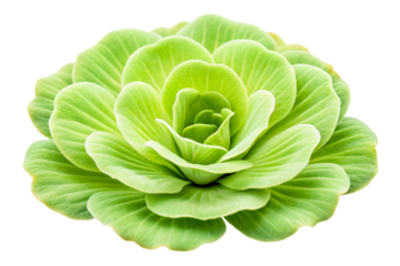 Lush green succulent plant with beautifully layered rosette leaves isolated with transparent background