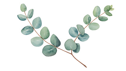 Obraz premium Watercolor eucalyptus sprigs isolated on transparent background