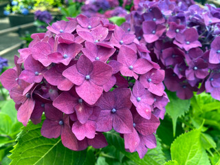 Deep Purple Hydrangea