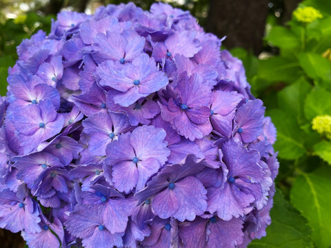 Close-up of Purple Hydrangea