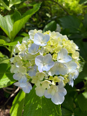 Pale Blue and Green Hydrangea