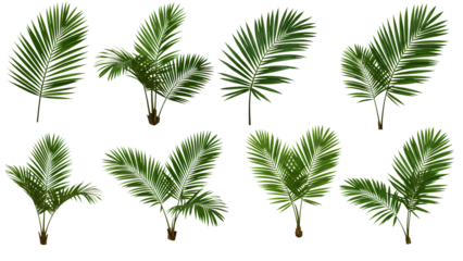 Collection of tropical palm fronds isolated on transparent background