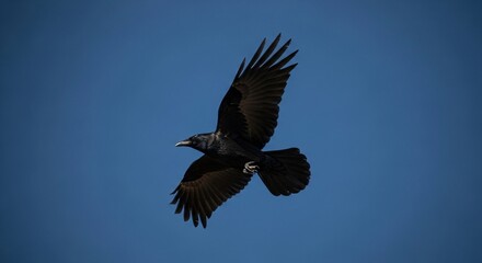 Obraz premium Majestic Black Raven in Flight Against a Vivid Blue Sky