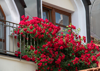 Blooming red climbing roses growing on the facade of the house in front of  the window.