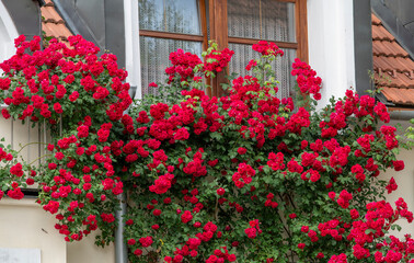 Blooming red climbing roses growing on the facade of the house in front of  the window.