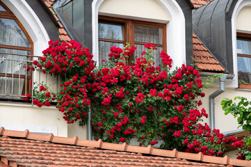 Blooming red climbing roses growing on the facade of the house in front of  the window.