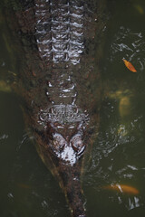 Crocodile swimming in murky water during daylight hours