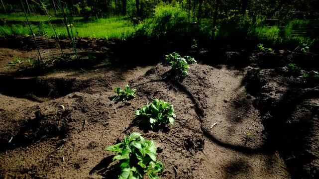Gliding camera backward above two mounds of young potato plants growing in sand rich soil - video taken on very sunny day emitting sharp shadows