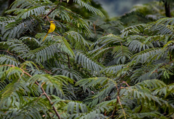 Small yellow minivet bird perched on a green branch in a dense forest.