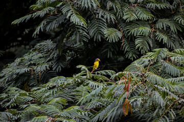 Small yellow minivet bird perched on a green branch in a dense forest.