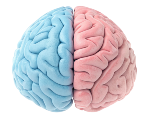 human brain isolated on white