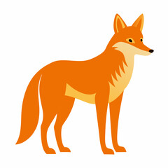 coyote on white background