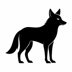 coyote on white background