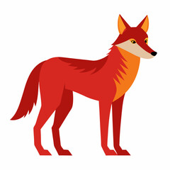 coyote on white background