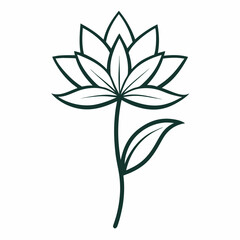 xeranthemum flower on white background