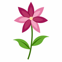 xeranthemum flower on white background