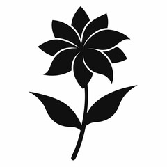 xeranthemum flower on white background