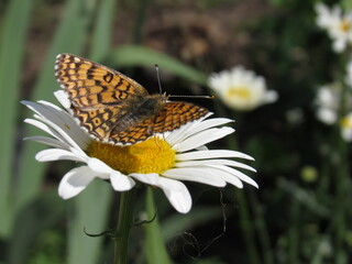 butterfly on flower