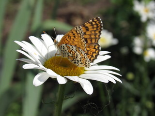 butterfly on flower