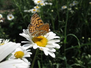butterfly on flower