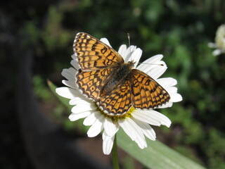 butterfly on flower