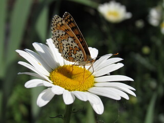 butterfly on daisy