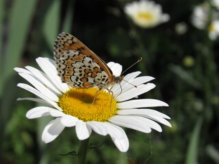 butterfly on flower