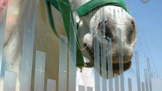 Opening on horse muzzle wearing green halter with finance chart rising bars visualizing trends