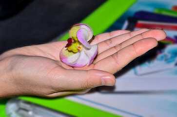 Flowers in the palm of your hand