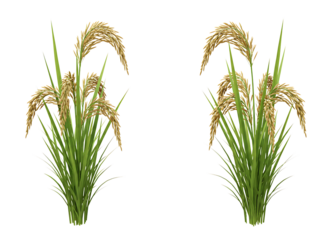 Rice paddy plants isolated on transparent background