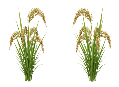Rice paddy plants isolated on transparent background
