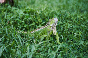 Iguana prowling on a grass
