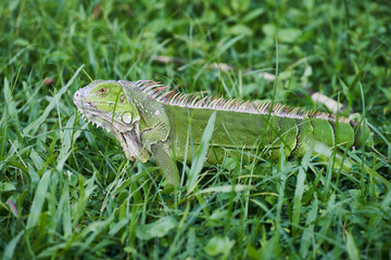 Iguana prowling on a grass