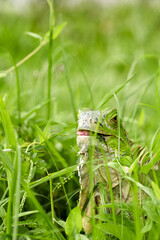 Iguana with a pierced hook