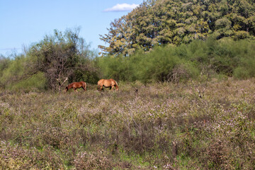 Caballos pastando sueltos en el campo