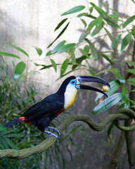 Obraz premium toucan on a branch catching a meal