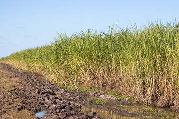 Plantación de caña de azúcar en Bella Unión, Artigas.