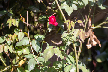 Pimpollo de Rosa roja