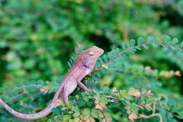 Changeable lizard on a tree