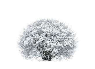 Snow covered bush winter plant isolated on transparent background