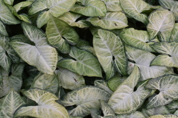 Lush green leaves with striking white and light green patterns.