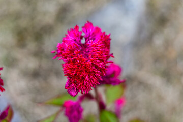 Close-up of a vibrant pink cockscomb flower.