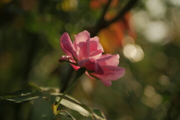 Obraz premium pink flower in the garden