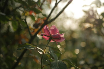 pink rose in the garden