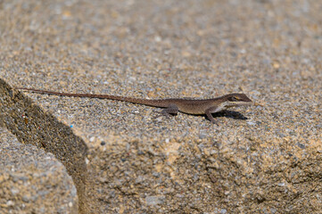 Green Anole at Carters Lake, near Chatsworth, Georgia.