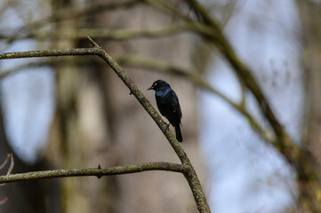 Rusty's Blackbird at Seven Lakes State Park, near Holly, Michigan.